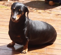 Pet Care courses.