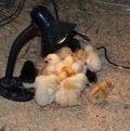 Animal Breeding & Health Care Courses.