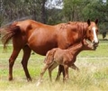 Animal Behaviour Courses