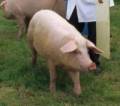 Pig courses.