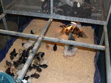 animal breeder education